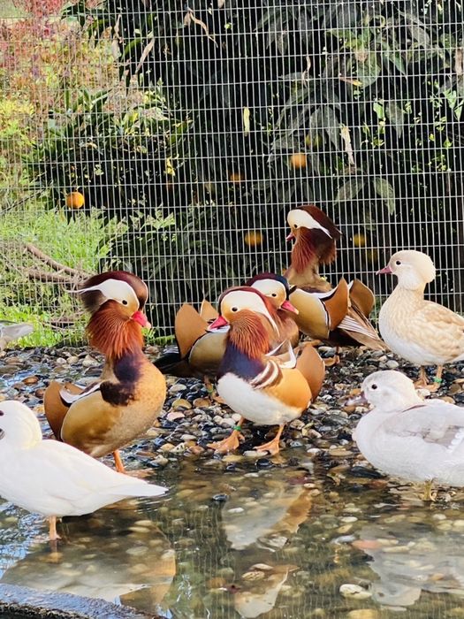 Patos ornamentais de varias raças.
