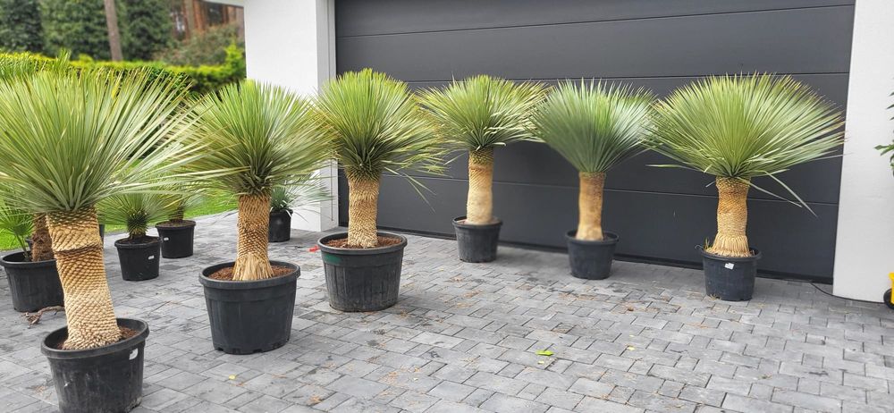 Palma mrozoodporna.  Rośliny egzotyczne.  Yucca rostrata  fortunei