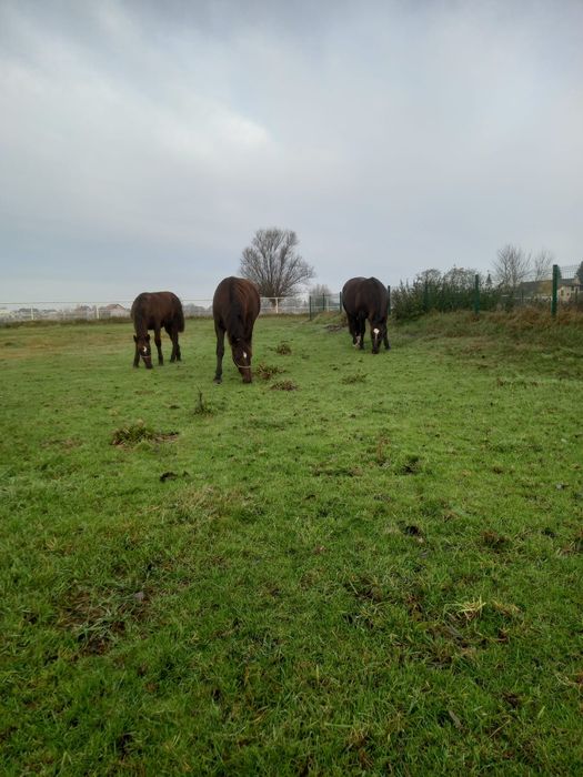 Sprzedam klacze śląskie