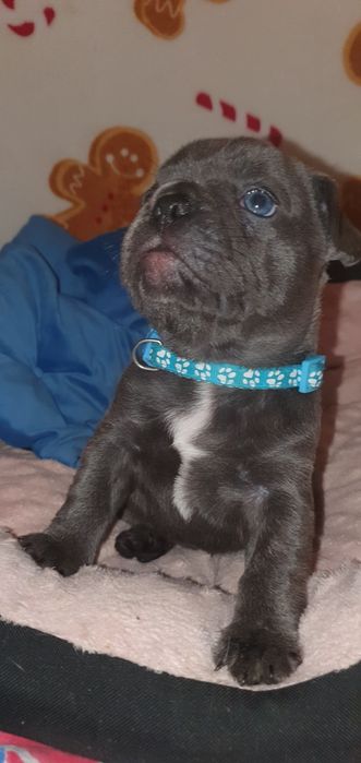 Buldog francuski "Luis"