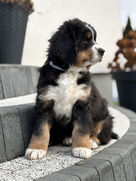 Berneński pies pasterski ZHPR UCI