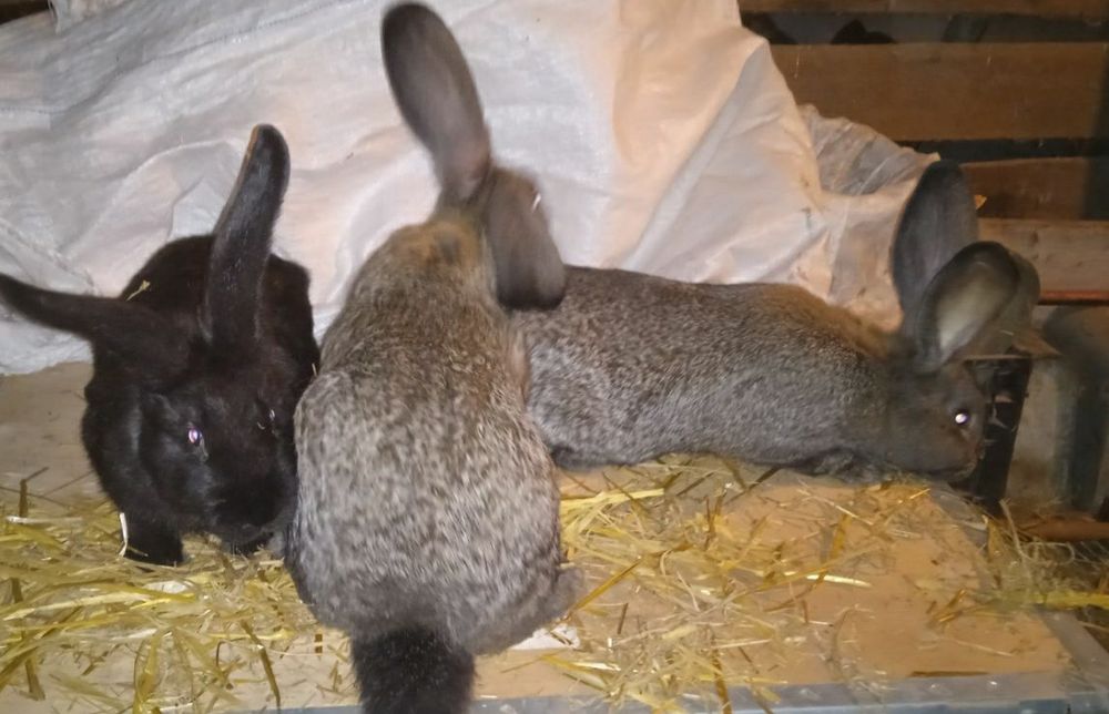 Króliki 3kg do dalszej hodowli