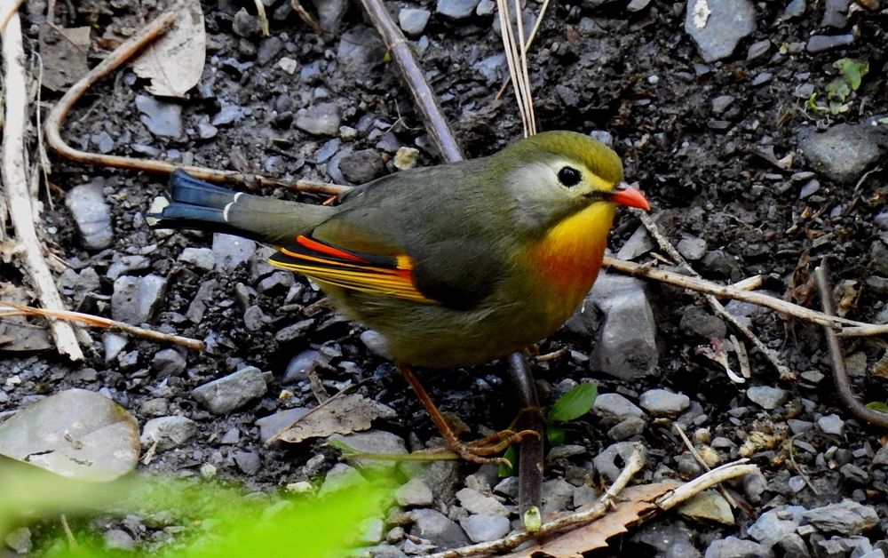 Aves cantadoras bonitas