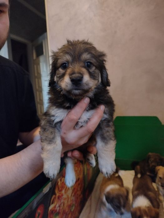 Szczeniaki mieszance po półpekinczykach