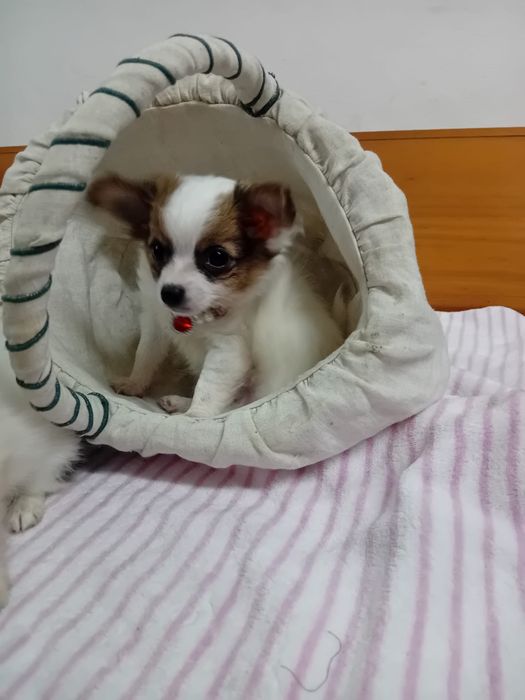 Chihuahua Pelo Longo