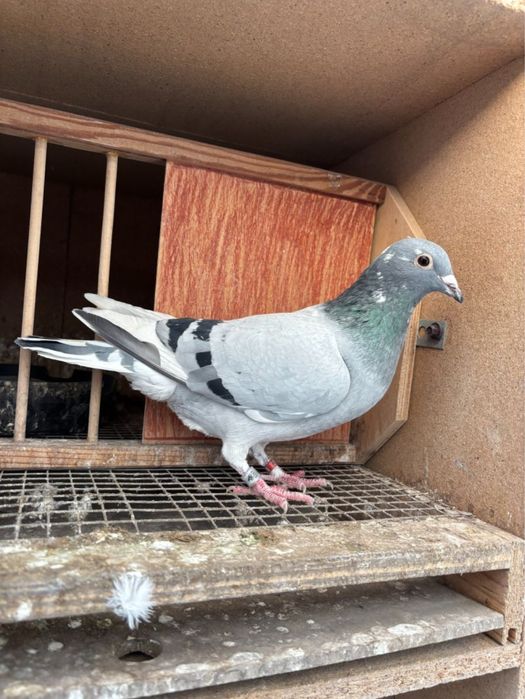 Gołębie pocztowe Linia 5 Asa Polski oraz 2 lotnika Okręgu