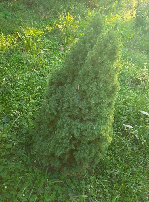 Продам будинок з усіма зручностями  Білецьківка