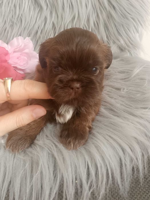 Przepiękna czekoladowa suczka rasy Shih-Tzu