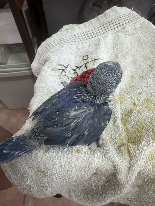 Ring necks bebes criados a mão