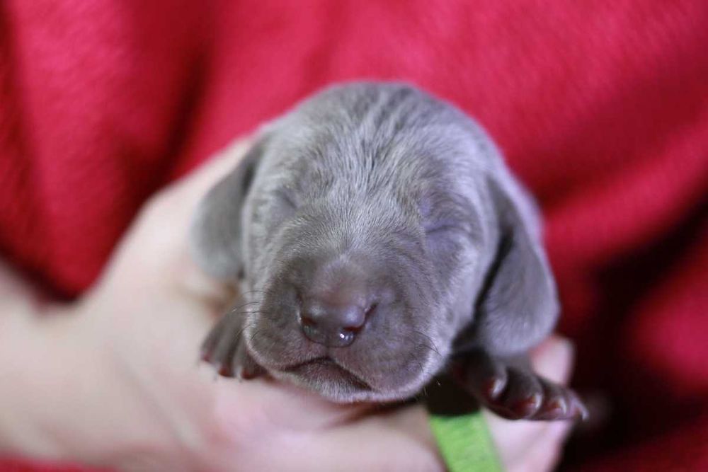 Wyżeł weimarski krótkowłosy hodowla ZKwP/FCI