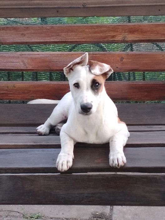 Кабелек молодой Джек Рассел