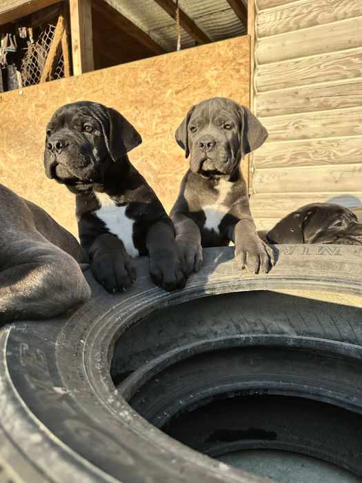 Чёрный Кане-Корсо мальчик Bobi 2мес