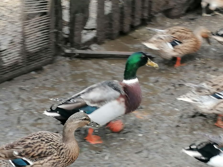 Patos reais com 10 meses
