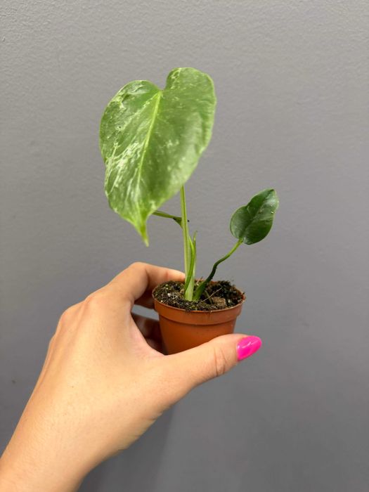 Monstera Bulbasaur