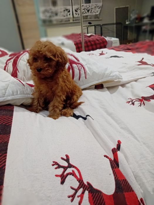 Pudełek toy samiec koło Poznanua