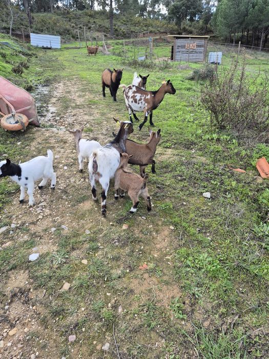 Cabras anã e cabritos s/cornos ideais para crianças e limpar terreno