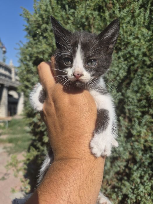 подарю котят срочно