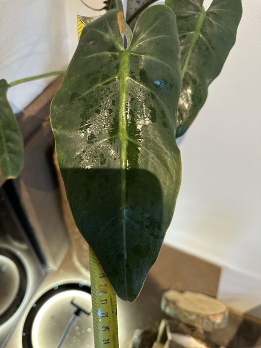 Філодендрон  Philodendron Maximum