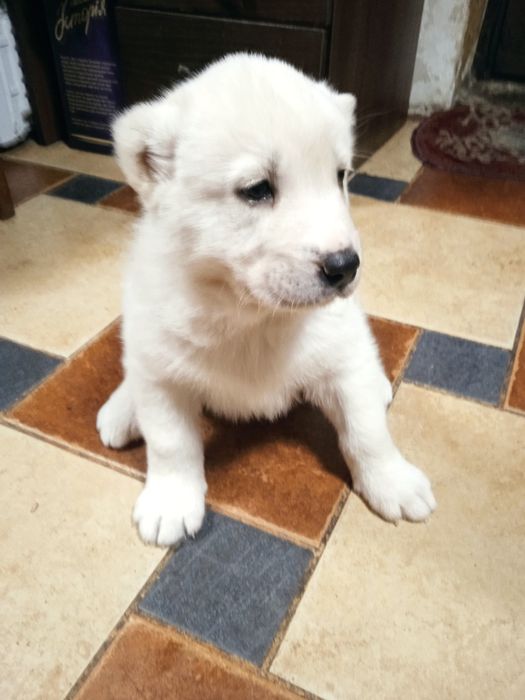 Продаж собаки породи Алабая