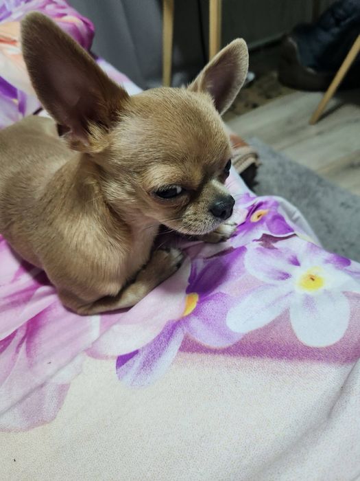 Кекс запрошує на вязку