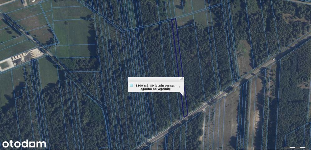 Las sosna 3300 m², 80-letni drzewostan | Dojazd asfaltowy | Do wycinki - Widok 2