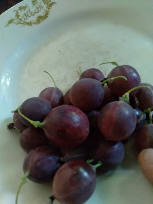 Агрус(крижовник) "Оксамит"