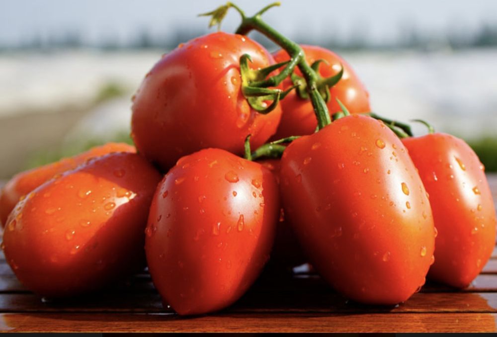 Pomidor DYNO F1 Nasiona