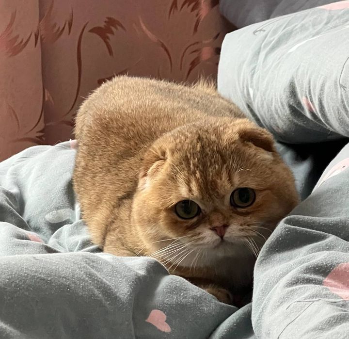 Вязка шотландского кота