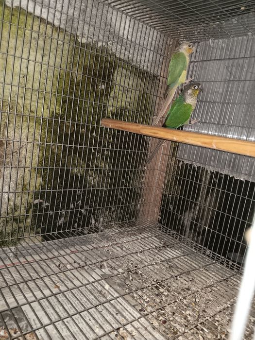 Pyrrhuras machos e casal de canarios