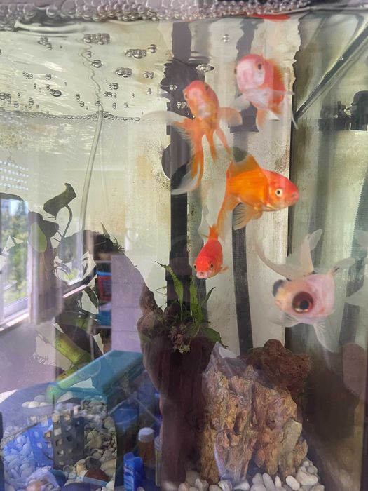 Peixinhos Dourados