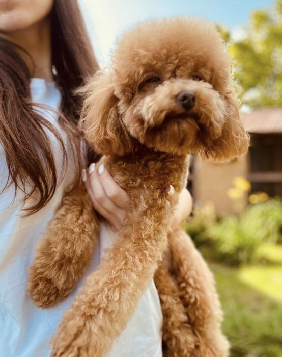 В'язка міні той Пудель