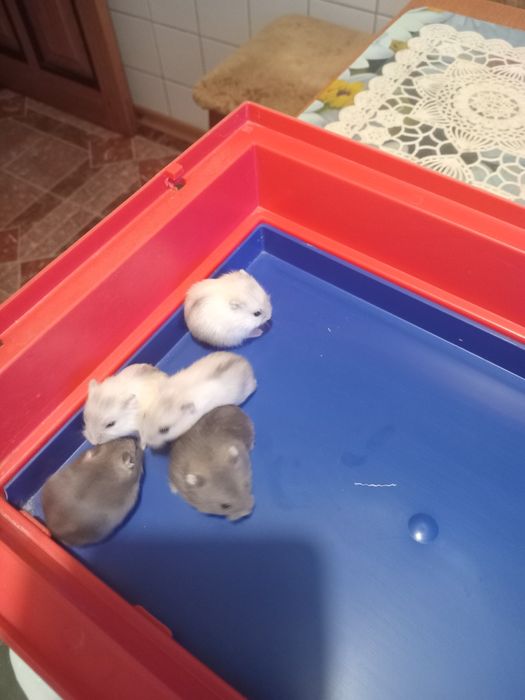 Продаются хомячки джунгарики