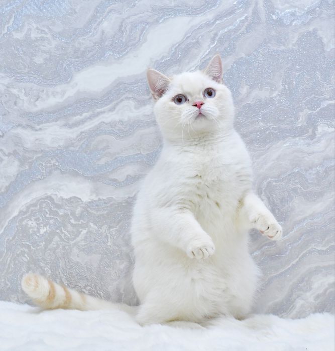 Шотландський мальчик