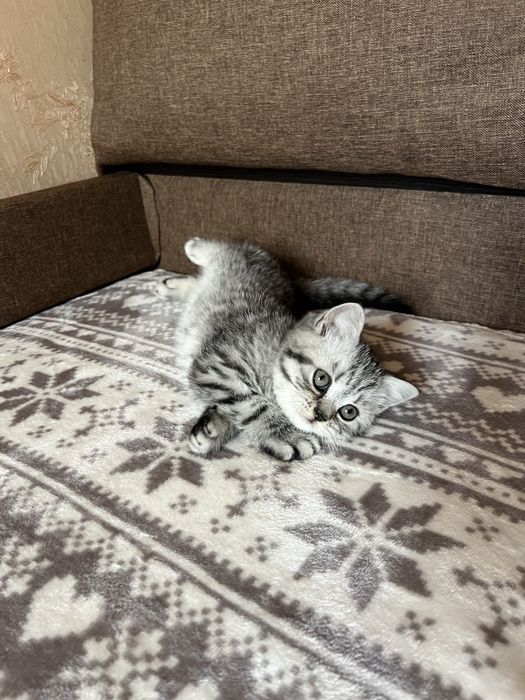 Котята (мальчики) шотландские вислоухий и прямоухий