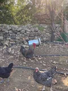 Ovos Galinha galados