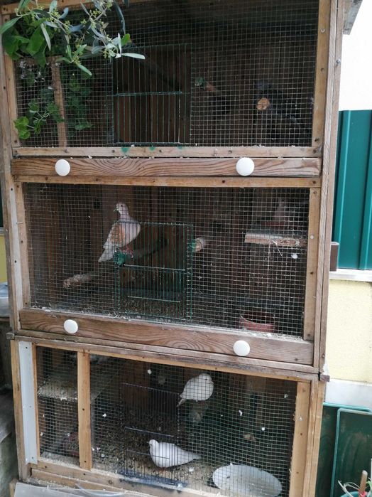 Rolas comuns especiais