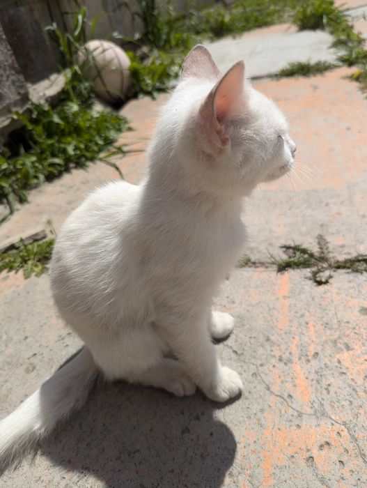 Відаю двох котиків хлопчик та дівчинка