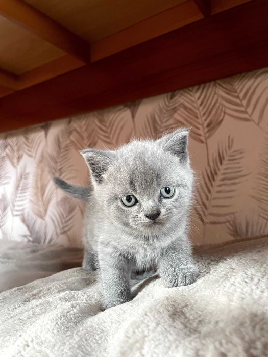 Чистокровні британські коти (прямовухі/висловухі)