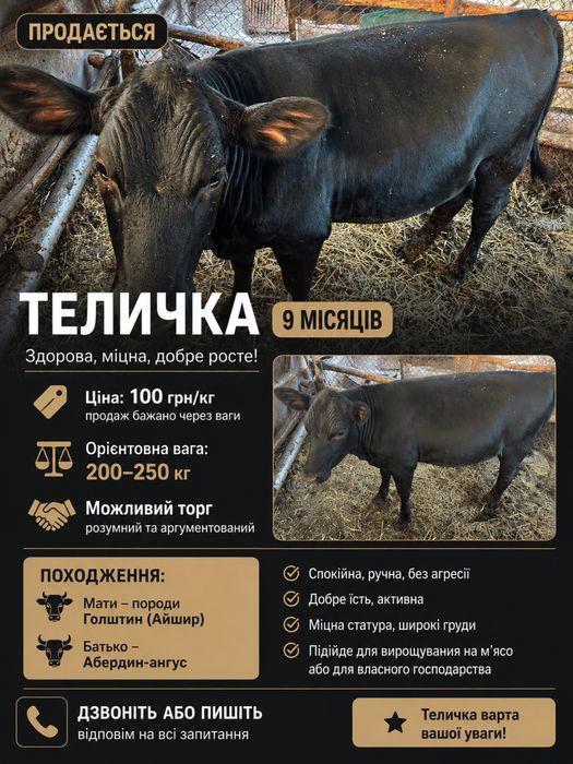 Продам телицю 9 місяців