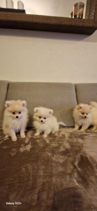 Szpic pomeranian chłopak kremowy