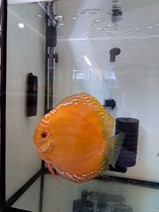 Paletki wielkość 6 cm.