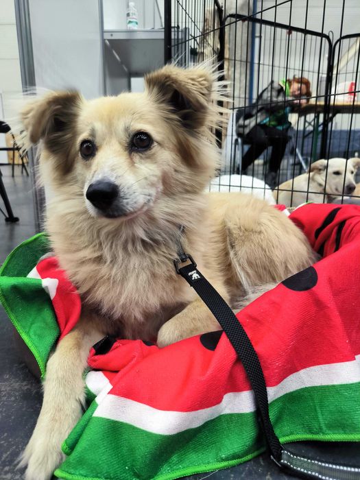 Київ! Увага! Шукаємо Жульєт