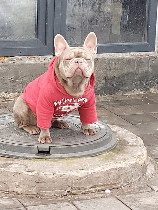 Вязка французский бульдог изабела