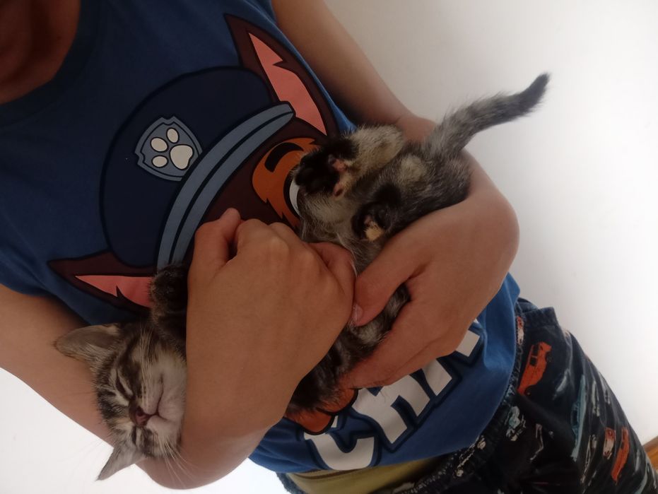 Gatinhos bebés para adoção
