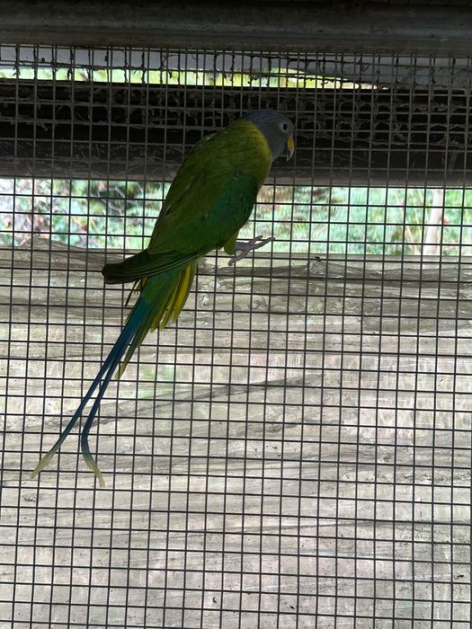 Aves cabeça de Ameicha