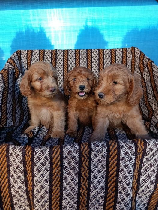Śliczna sunia Goldendoodle mini