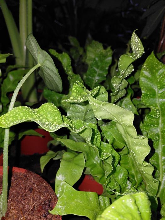 Asplenium "crispy wave" paproć gniazdowa  WYSYŁKA