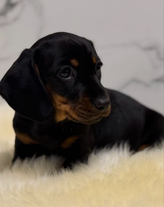 Jamnik  krótkowłosy sunia