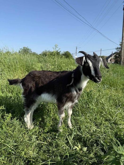 Продам гарних козочок