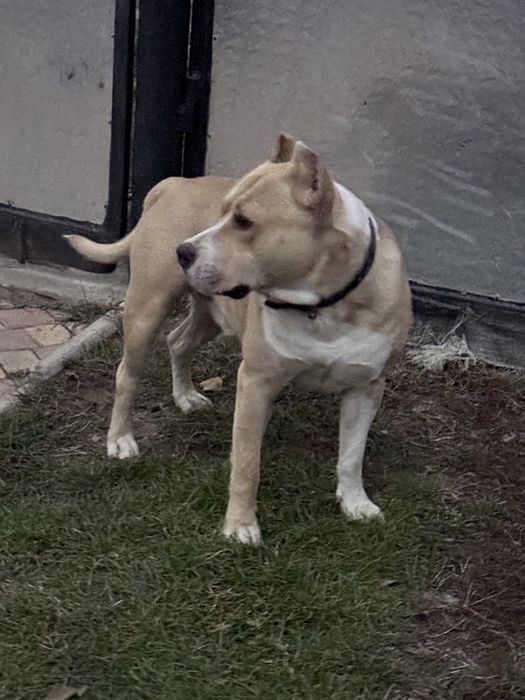 Амстафф шукає подругу безкоштовно